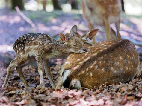 Wildtier Und Mensch Zusammen Durch Den Fr Hling Vegane Gesellschaft