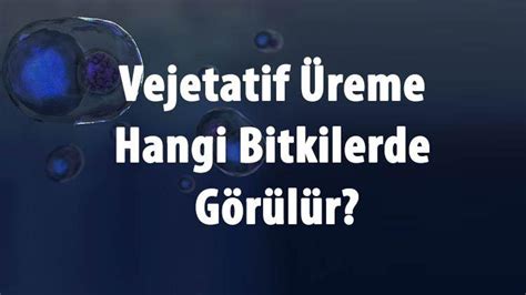 Vejetatif Reme Nedir Nas L Olur Ve E Itleri Nelerdir Vejetatif