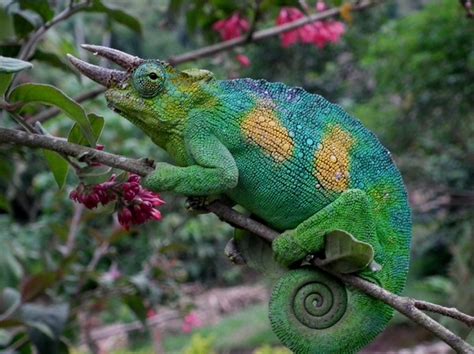 Jackson Chameleon Facts and Pictures | Reptile Fact