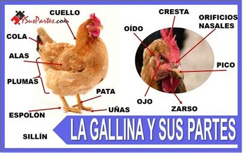 La Gallina Y Sus Partes Listado Y Sus Partes