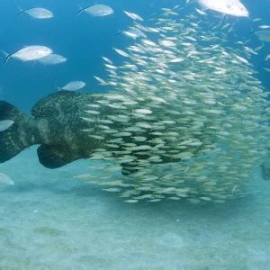 Atlantic goliath grouper - Facts, Diet, Habitat & Pictures on Animalia.bio