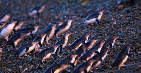 Visit The Oamaru Blue Penguin Colony In Waitaki