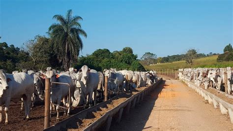 Confinamento Gado De Corte 3rlab