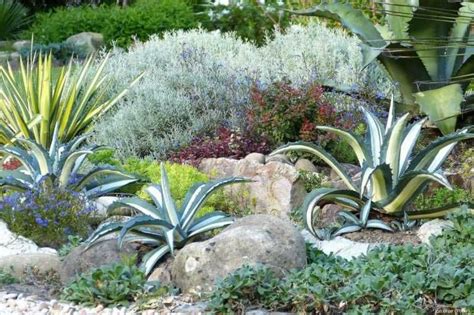 Agave Planter Cultiver Et Entretenir Jardinage Fleur Agave Plante