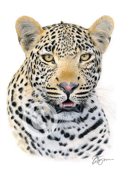 African Leopard Color Pencil Drawing Print Big Cat Art - Etsy