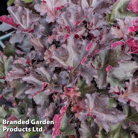 Heuchera Rex Black Thompson Morgan