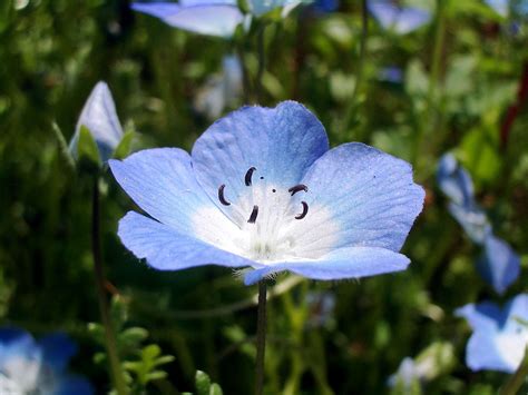 Nemophila menziesii - Wikipedia