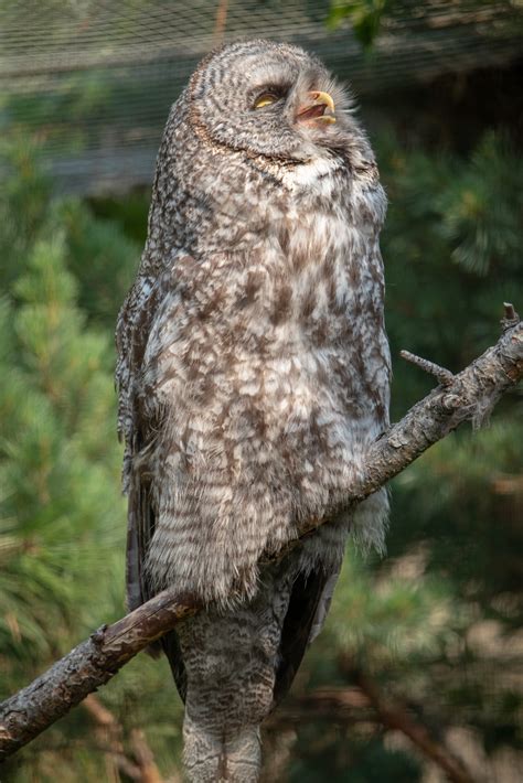 BC Wildlife Park - Vayuri