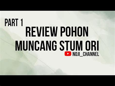 Review Pohon Muncang Artis Stum Ori Part Youtube