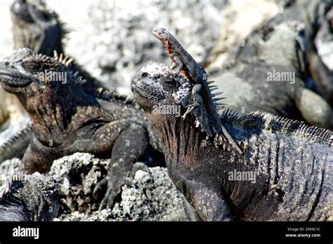 Lava Lizard On The Head Of A Marine Iguana At Punta Espinoza