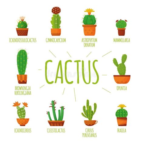 Set Of Vector Cute Cacti With The Name On A White Background Colorful Illustration In A Simple