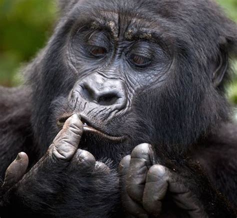 Gorilla Trekking Safari In Nkuringo From Kigali Kisoro Tours Uganda