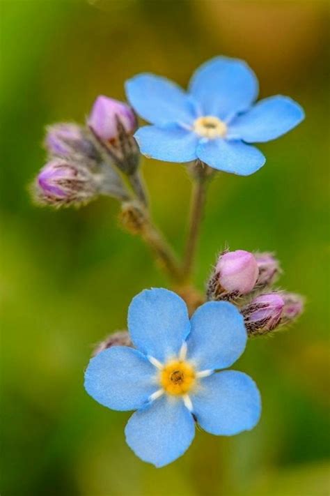 Épinglé par Oltea Matei sur Flori Langage des fleurs Fleurs