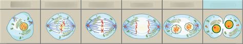 Mitose Diagram Quizlet