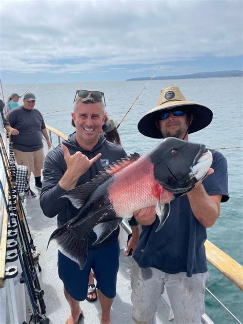 Dana Wharf Sportfishing Sheephead