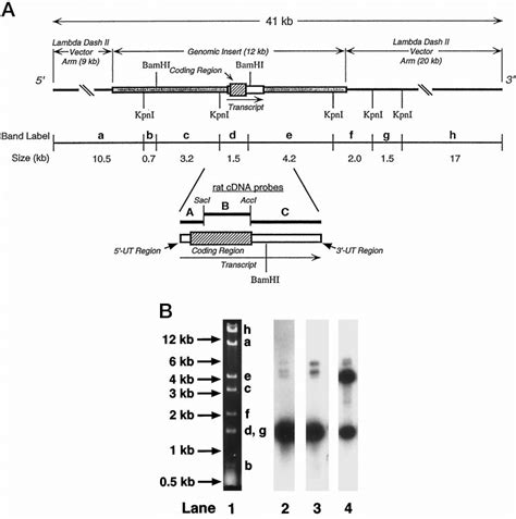 A A Diagram Of The Kpni And Bamhi Restriction Sites In The Dio3 Download Scientific Diagram