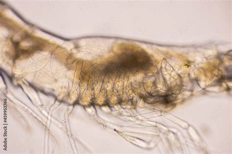 Closeup Gills Of Shrimp Under Light Microscope Shrimp Larvae Under A