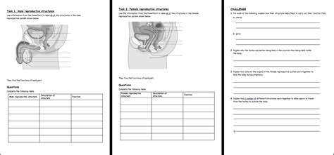 Reproductive Systems Ks3 Activate Science Teaching Resources