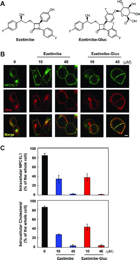 Glucuronidated Ezetimibe Inhibits The Internalization Of Npc1l1 And Download Scientific Diagram