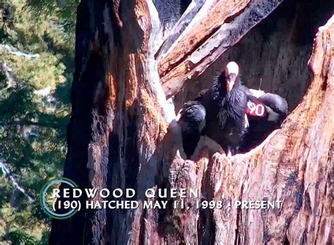 Giants Of Big Sur California Condor Stories Ventana Wildlife Society