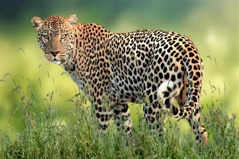 10 Características únicas De Los Leopardos 2024