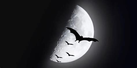 Morcego Gosta De Luz - Por que os morcegos não gostam da luz? Explorando a sensibilidade e o ...