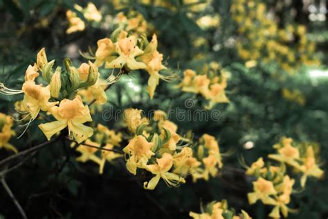 Yellow Rhododendron Flowers Stock Image - Image of light, garden: 134178705