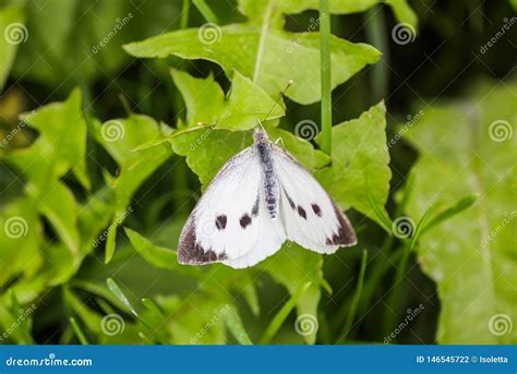 Grandes Borboleta De Couve Branca Ou Brassicae Do Pieris Foto De Stock