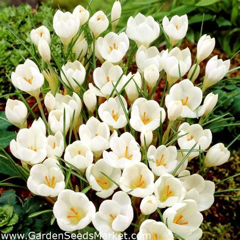 Krokus Miss Vain Pakket Van 10 Stuks Crocus Biflorus Miss Vain