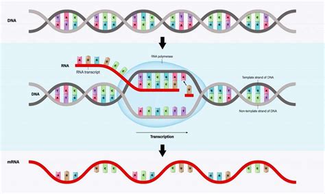 Protein Synthesis GCSE Biology Revision