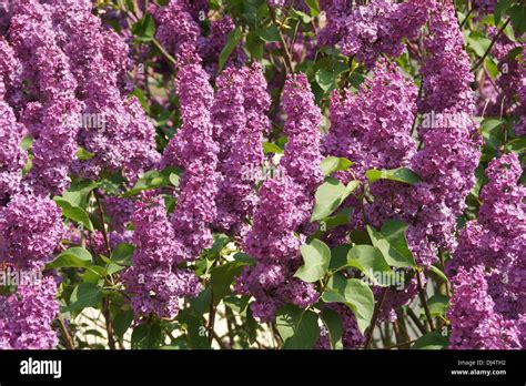 Lilac Stock Photo - Alamy
