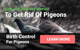 A Guide To Pigeon Culling Methods Poison Shoot Trap