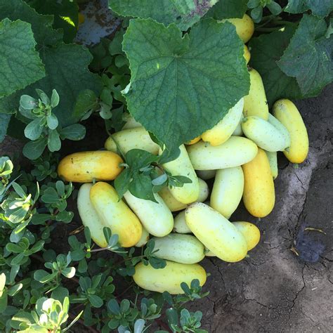 Salt And Pepper Cucumbers Mile Creek Farm