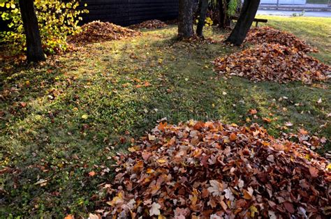 Raking Leaves on Piles. the Leaves are Taken To a Composting Plant or ...