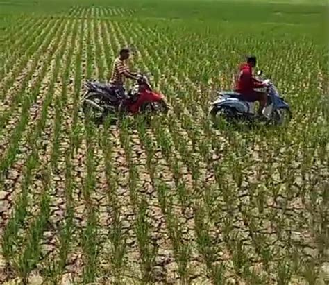 Belasan Ribu Hektare Sawah Di Indramayu Terancam Kekeringan Ini