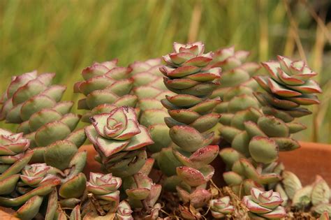 Crassula Perforata Guida Completa Alla Coltivazione E Cura