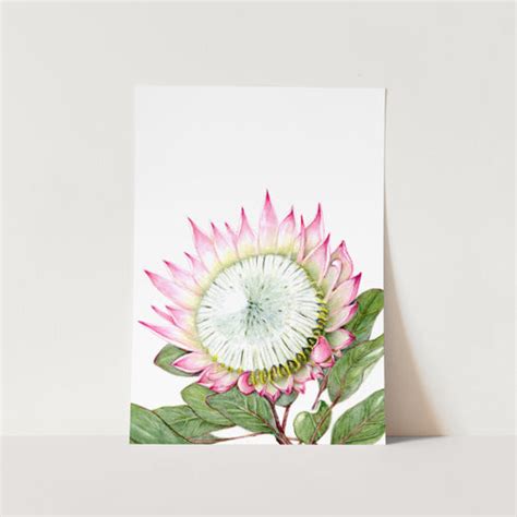 King Protea Full Bloom Crop Art Print