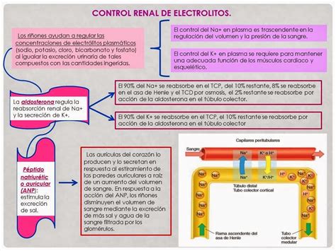 Control Renal De Electrolitos Y Regulaci N Cido Base A Nivel Renal