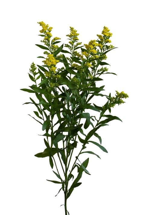 A Plant With Yellow Flowers Is Shown Against A White Background