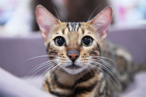 250 Beautiful Bengal Cat Names For Your Little Leopard