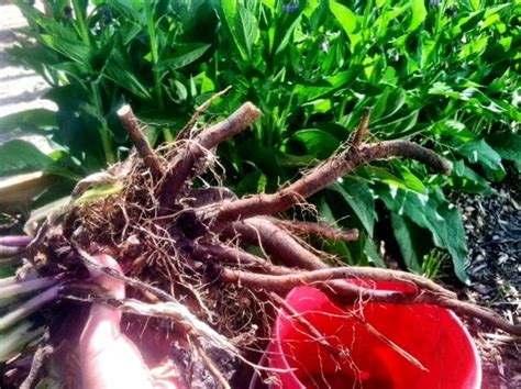 Comfrey Root Cuttings Long Deep