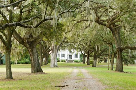 Use McLeod Plantation Historic Site For A Perfect Charleston Wedding | Charleston Wedding Guide