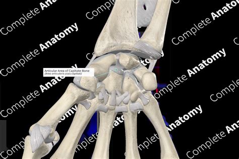 Articular Area of Capitate Bone | Complete Anatomy