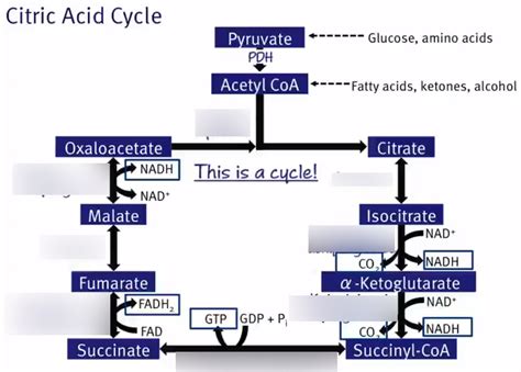 Citric Acid Cycle Enzymes Diagram | Quizlet