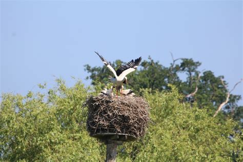 Vroege Vogels Foto Vogels Ooievaar Vliegt Uit Nest