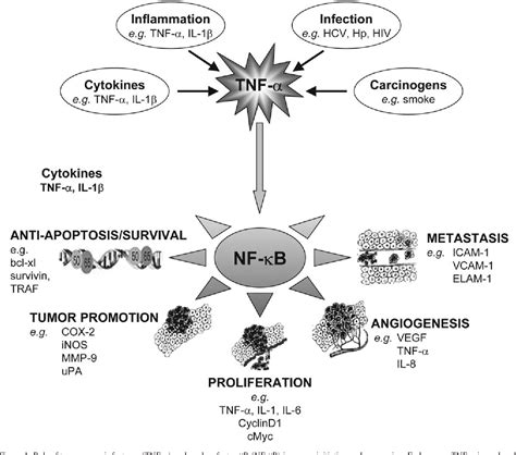 Figure From Review Tnf Vegf Cross Talk In Chronic Inflammation