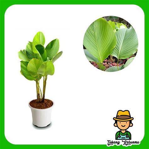 Jual Tanaman Hias Calathea Pisang Di Lapak Tukang Kebun Bukalapak