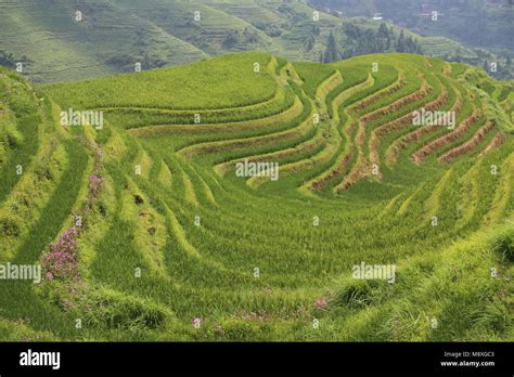 Rice Terraces in Guilin, China Stock Photo - Alamy