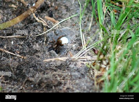 spider with egg sac Stock Photo - Alamy