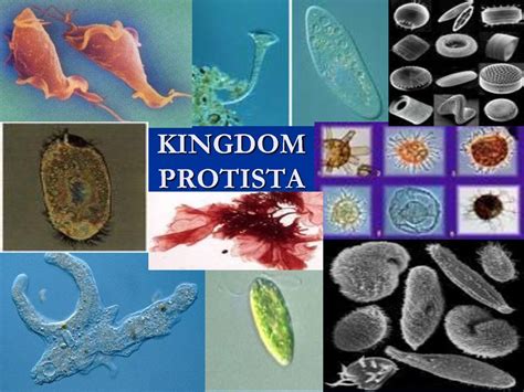 Protist Cell Microscope